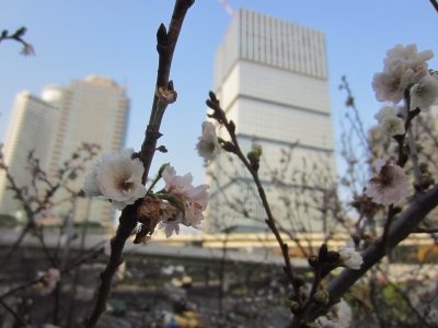sakura