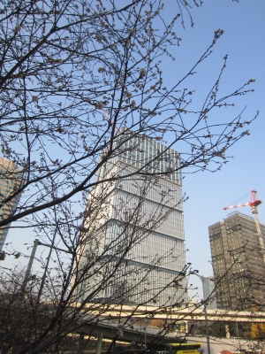 sakura1