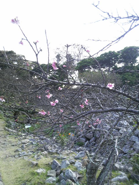 今帰仁城跡 桜