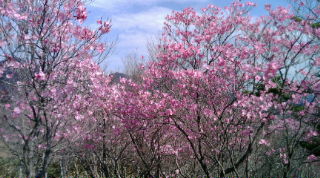 20090510080740.jpg