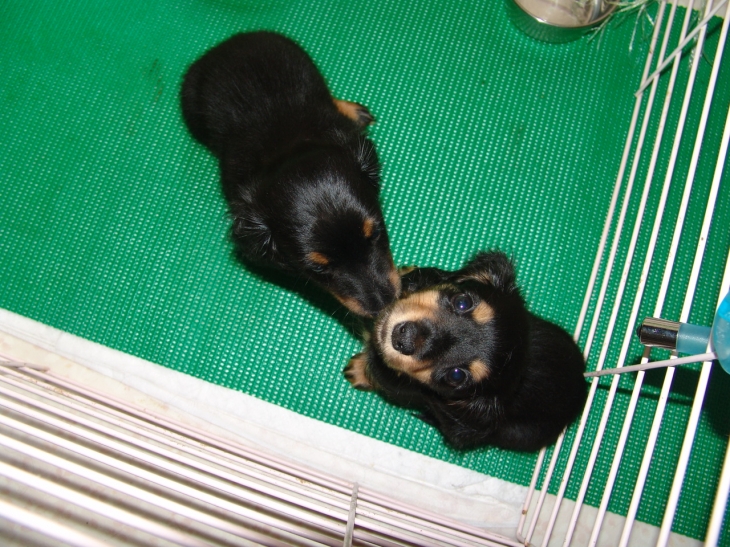 お昼ごはんです | MRS. MICHIKO TECKEL