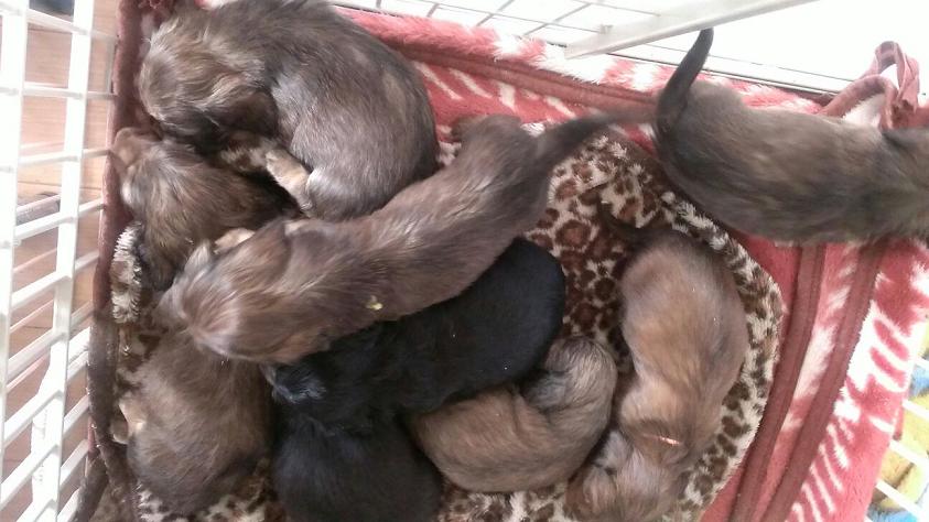 独立した生活 | MRS. MICHIKO TECKEL