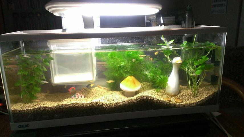 メダカさん | MRS. MICHIKO TECKEL