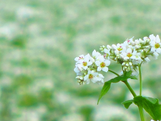 ¤¤¤Ê¤Ù»Ô¤ÎÈà´ß²Ö¤È¥½¥Ð?
