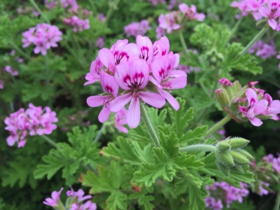 rosegeranium2.JPG