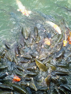 200908221145000.jpg