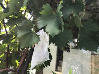 image1.JPG
