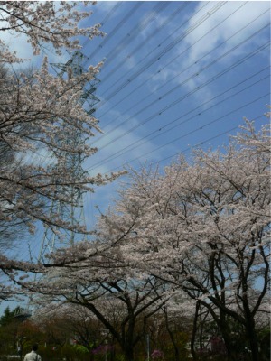 絶好の花見日和
