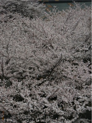 絶好の花見日和