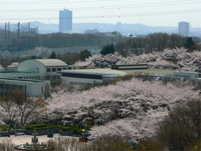 絶好の花見日和