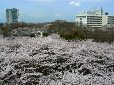 絶好の花見日和