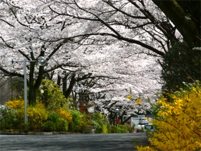 絶好の花見日和