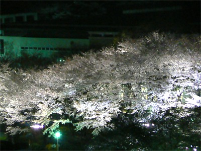 絶好の花見日和