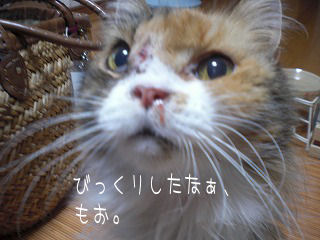 s-kjskd 12503.jpg
