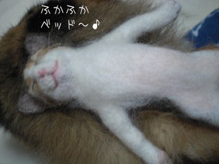 s-kjskd 12582.jpg