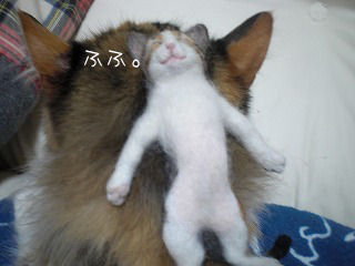 s-kjskd 12583.jpg