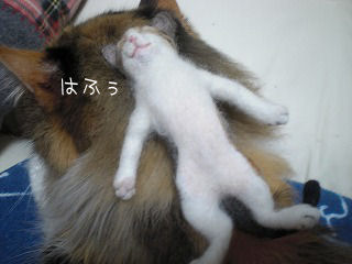 s-kjskd 12584.jpg