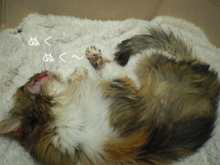 s-kjskd 16558.jpg