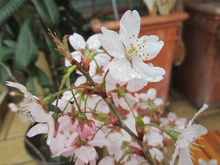 IMG_3712.jpg
