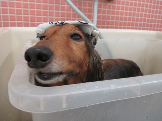 IMG_4955.jpg