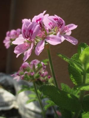 IMG_6056.jpg