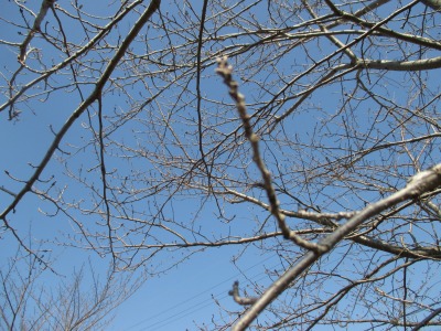 IMG_2866.jpg