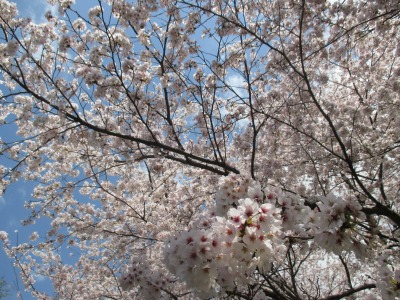 IMG_4425.jpg