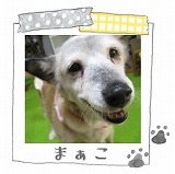 まぁこ題.jpg