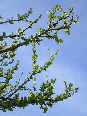 IMG_1077.jpg