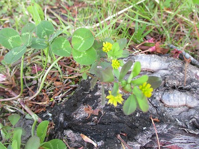 IMG_1098.jpg