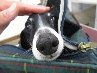 IMG_1380.jpg
