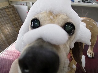 IMG_1560.jpg