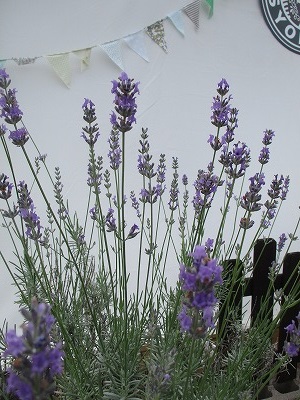 IMG_2475.jpg