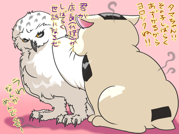 タマ夫とシロフクロウ