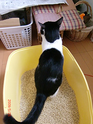 トイレの後ろ姿のまめ