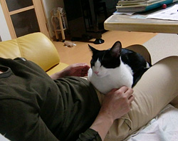 いちのひざの上のまめ