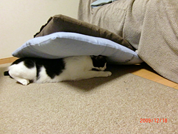 座布団にもぐるねこ