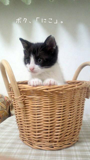 捨て猫だったにこ