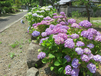 紫陽花
