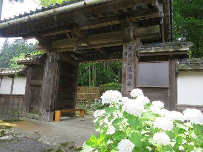 紫陽花