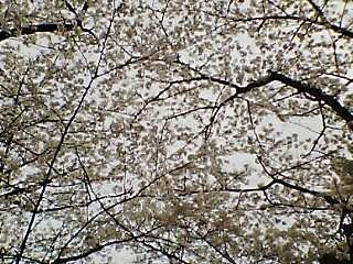 20070405_100518.jpg