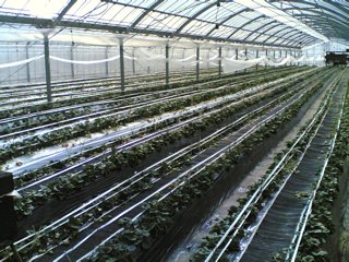 イチゴ狩り2007