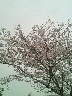 201104070756000.jpg