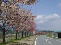桜