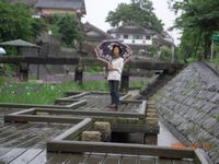 雨にはえます