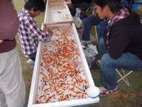 金魚すくい