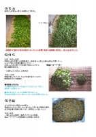 製茶工程2015-2