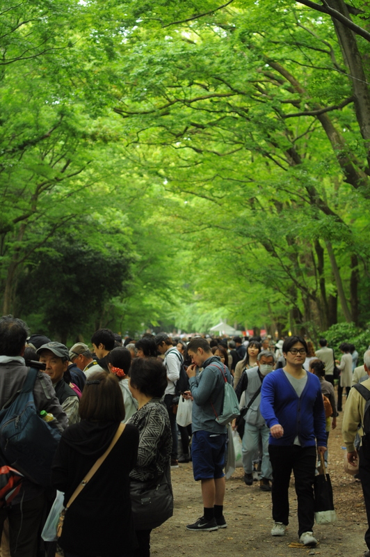 2014葵祭