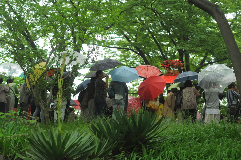 2014葵祭