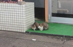 ねこ